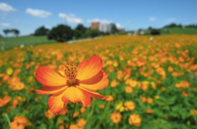 自然派プロポーズ 愛知牧場のひまわり畑プロポーズがおすすめ
